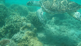Begin your snorkeling journey in Vietnam’s UNESCO-protected reefs
